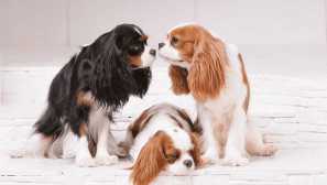 Cavalier-king chalz-spaniel: королівська собака порода для звичайних людей